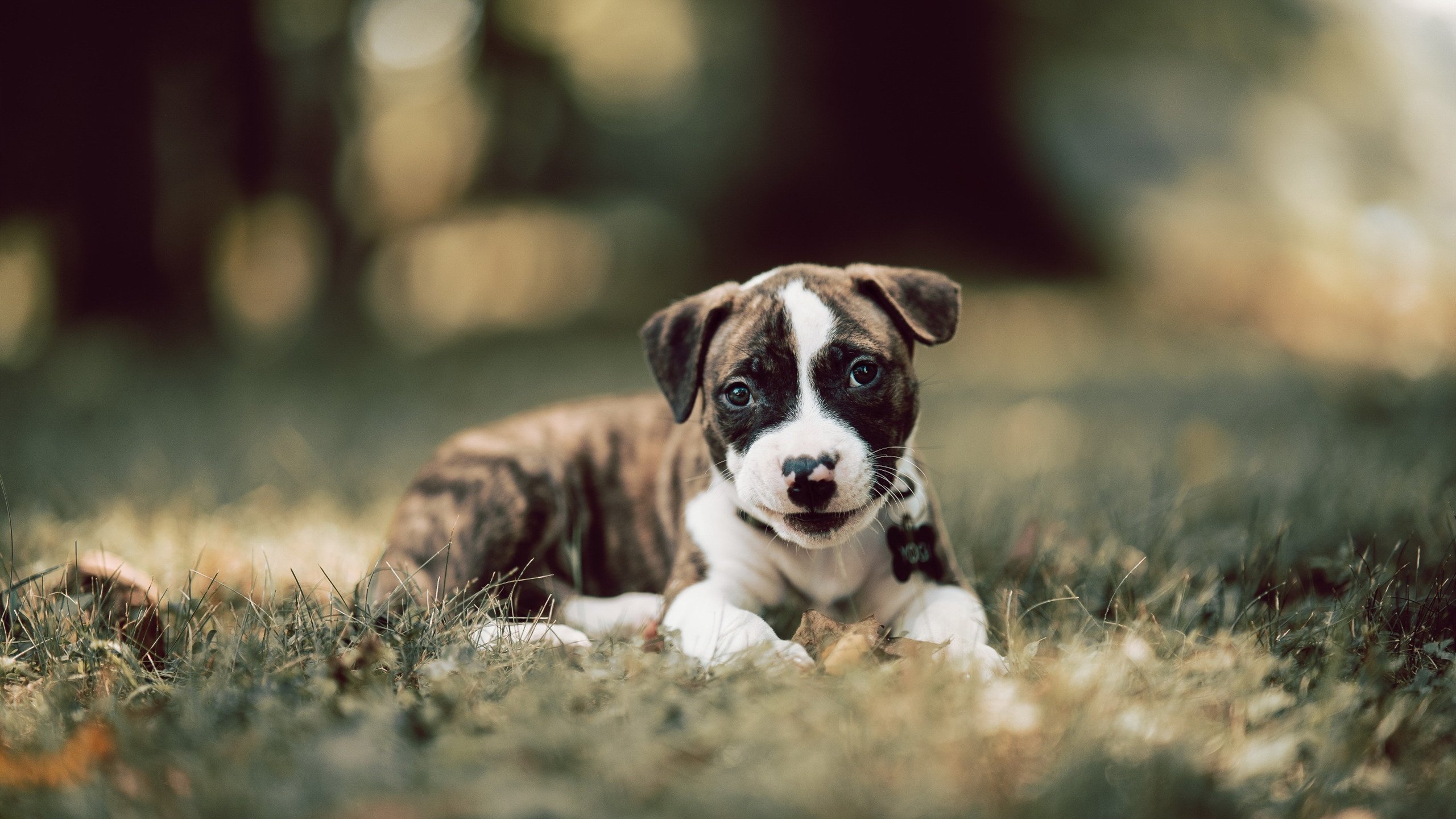 铁幕撕裂者，租借来的火种，维尼修斯点燃塞维利亚晋级之夜