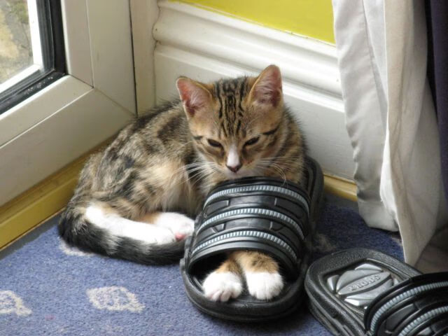 开云sport-新王与荆棘王冠，罗德里戈的加冕礼，与非洲雄鹰刺破的旧版图