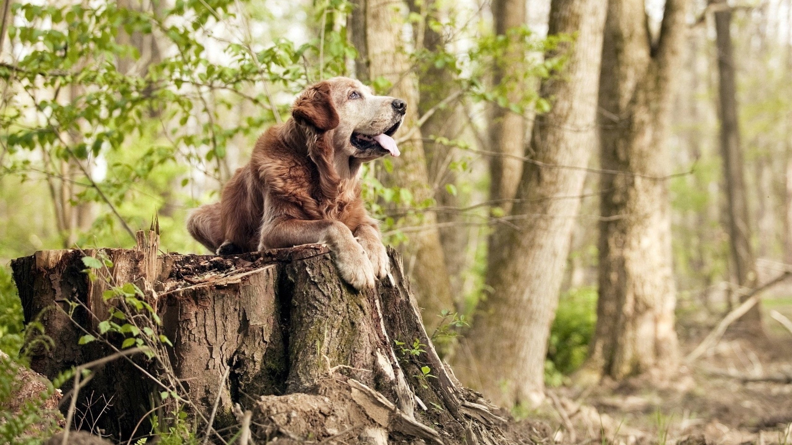 上帝今夜穿几号球衣,体育史中那些不可复制的唯一性时刻