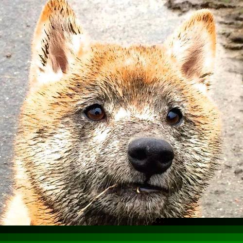 绿茵之诗，硬仗中绽放的几内亚与卡拉斯科的决定性瞬间