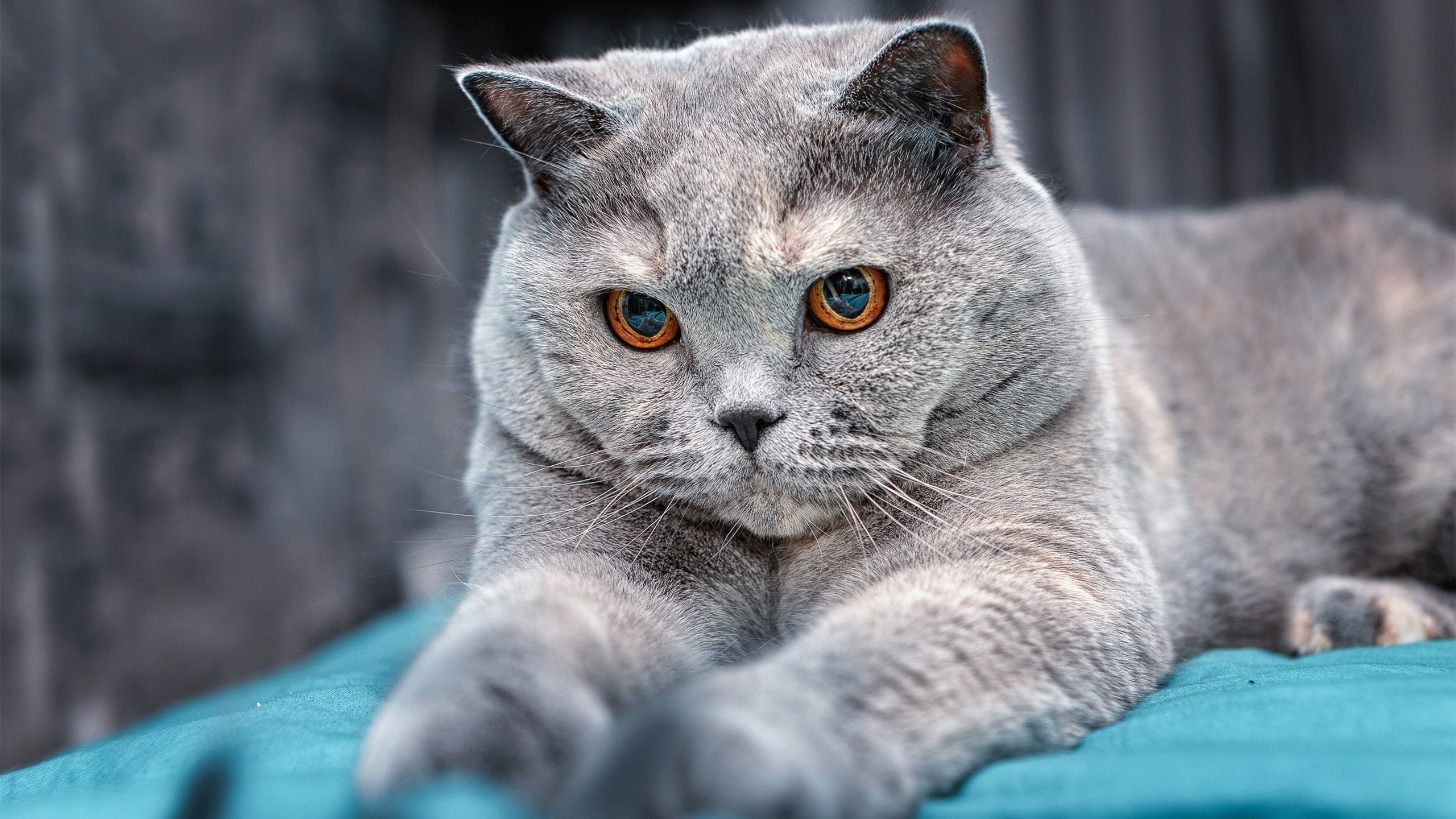 浴血重生，贝蒂斯争冠路上的逆转奇迹，特奥攻防转换铸就唯一性