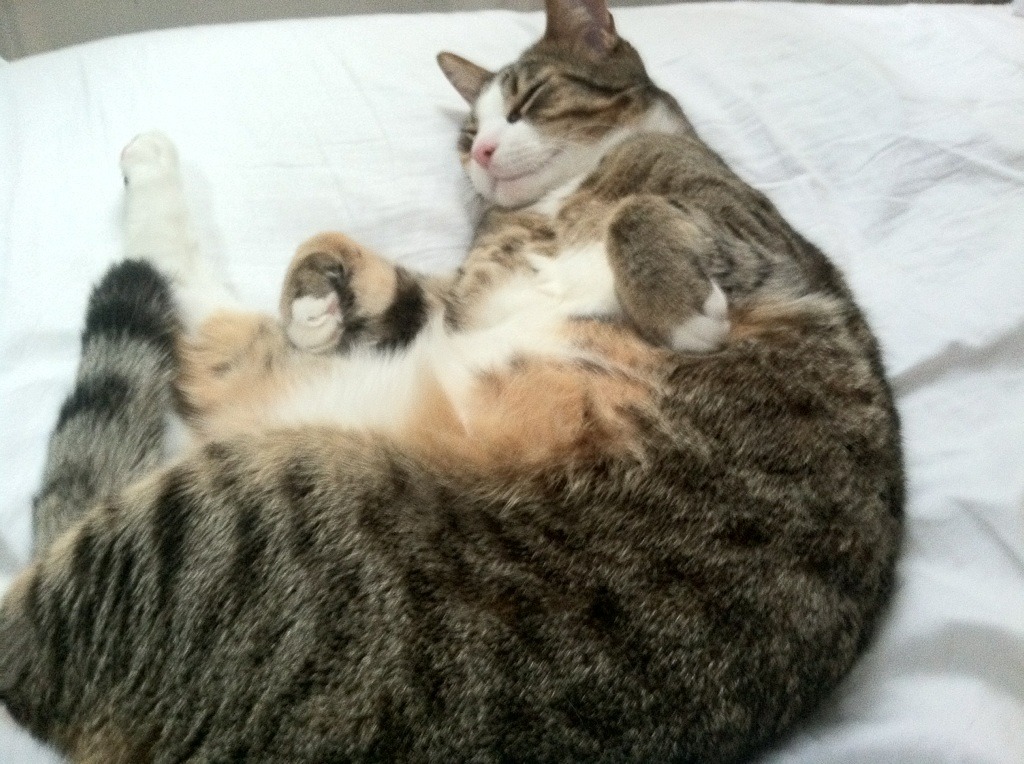 开云体育app-跨界天神，当迪马利亚在错误的战场上降临