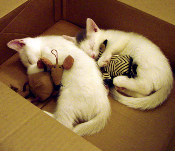 欧冠决赛之夜,赌局的最后一注,奥斯梅恩的寂静与惊雷