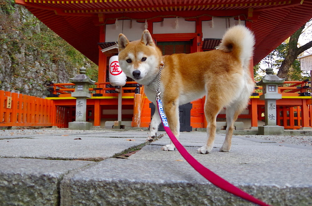 非典型节奏大师，欧冠决赛之夜，戈麦斯用无喧嚣的统治铸造冠军之路