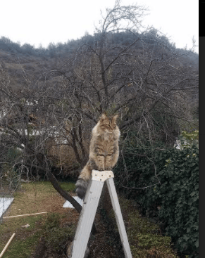 混沌、烈焰与新生，马丁内利在火焰撕裂的街道赛之夜挺身而出