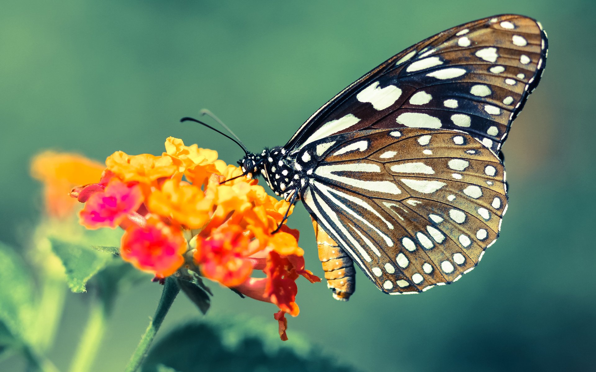 开云体育-北欧寒铁VS德甲烈焰，门迪，今夜唯一的大场面先生