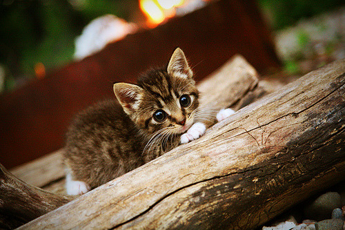 奇迹之夜，塔图姆穿越赛场，火箭尼克斯之战改写历史