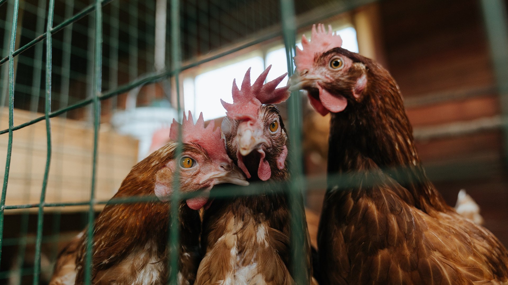 雨夜喀麦隆不破防！韩国锋线哑火，无名英雄阿克立战功