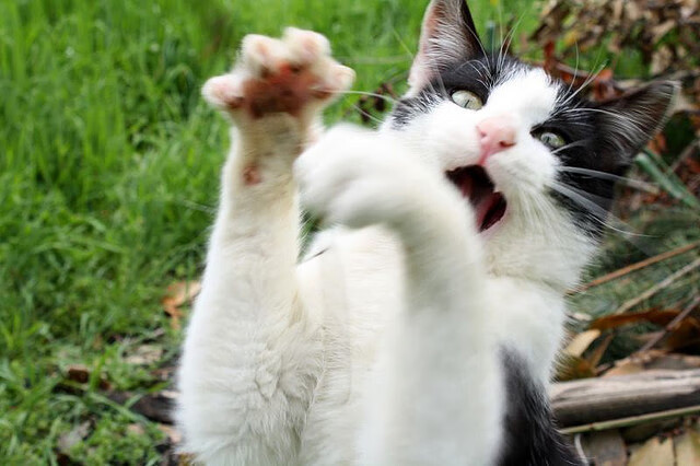 范弗利特单节22分打懵广东，中美对抗赛早早就入垃圾时间？